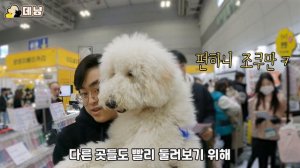 스탠다드푸들 푸들과 또 갔다! 2023 봄의 광주펫쇼 브이로그 | standardpoodle puppy dog vlog #광주펫쇼 #스탠다드푸들 #2023