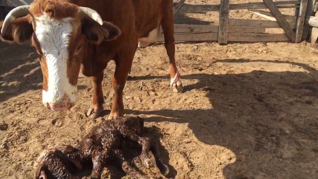 Очередная двойня смотреть онлайн