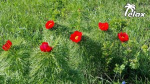 Relaxing Birdsong and the Sound of Crickets among Paeonia tenuifolia flowers