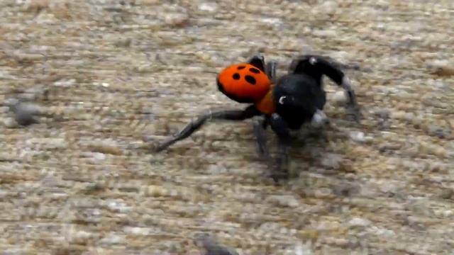 Eresus (Ladybird Spider) / Arachnophobia / Vatsa Bay Kefalonia Greece смотреть онлайн