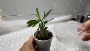 Адениумы. Пересадка ясельной группы адешек и малыш арабикум с ними. 30 августа 2023 г.