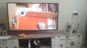 😦 Самые опасные испытания для маленького хамячка