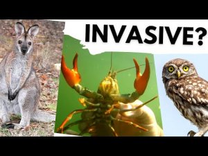 10 MORE animals that should NOT be in the UK - Non-Native Species! Top Video.mp4