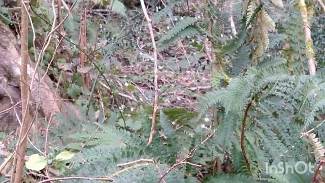 Первоцветы в феврале#сочи2022 #сочинцы #лессочи#лоо смотреть онлайн