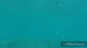 Подводный мир пляжа "Лунный свет" в Кемере (Турция)