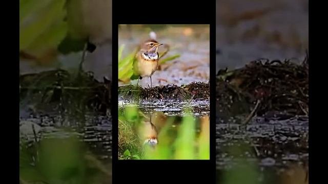 Весна. Озеро. Шум волн и пение птицы Варакушки.