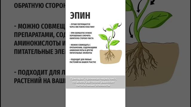 Эпин и Циркон для растений - отличия и применение #циркон #обработкасада #уходзасадом #shorts