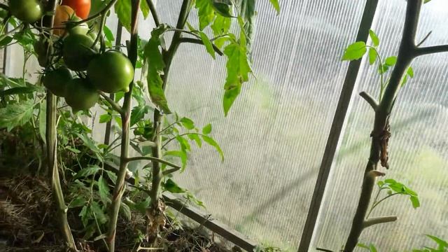 МАТ ((( ЮБИЛЕЙНЫЙ ТАРАСЕНКО))) смотреть онлайн