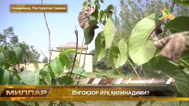 ЁНҒОҚЗОР ЙЎҚ ҚИЛИНАДИМИ