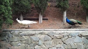 Белый павлин. Парк Айвазовский