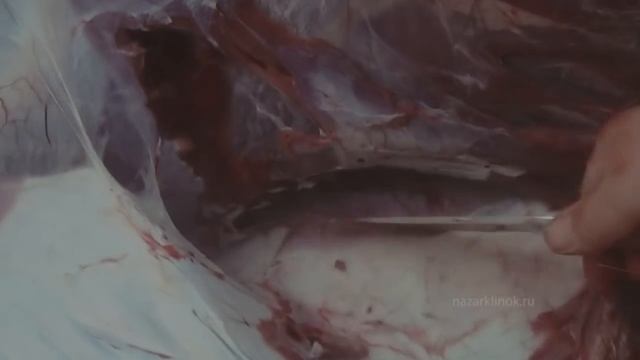 Нож Егерь сталь D2 - разделка лося сеголетка