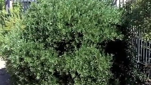 Olea europaea 'Montra' - Little Ollie Dwarf Olive смотреть онлайн