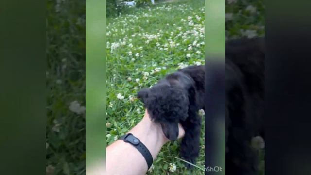 Чёрная милашка той пудель)) смотреть онлайн