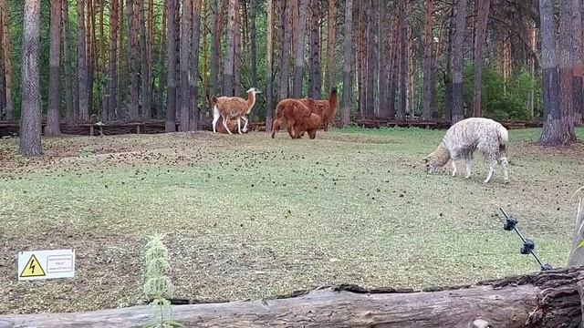Мой отпуск в Новосибирске. День 2-й. Иду в новосибирский зоопарк. смотреть онлайн