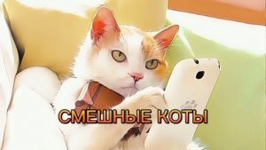 СМЕШНЫЕ КОТЫ.

Смешные, забавные питомцы (животные). 
 Очень смешно. Смотреть всем до конца