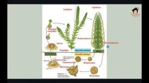 Плауновидные