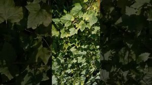 Мой опыт  выращивания смородины. Четыре основных фактора урожайности! 😉🌿