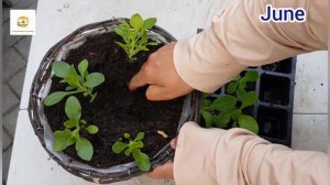 Growing Petunias from seeds to flowers & Planting a petunia tower using stack-able pots