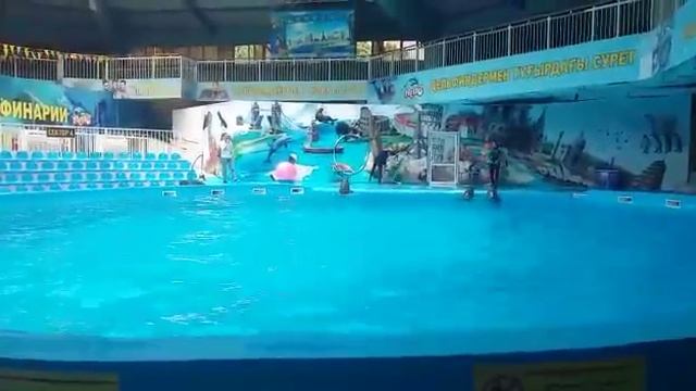 Дельфинарии в Алматы смотреть онлайн