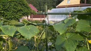 Огурец 5 звезд. Опора для огурцов - на участке директора фирмы Живой мир