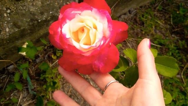 Аленький Цветочек!Цветик-семицветик! Расцвела прекрасная Роза и переливается,как камни самоцветы..