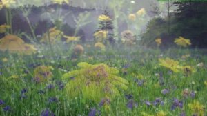 547. ♫ Валерий Палаускас – «Полевые цветы»