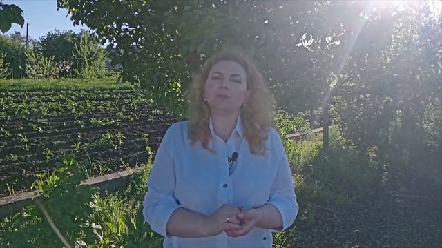 Хвороби колоса озимої пшениці: септоріоз і фузаріоз