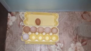 Первое яйцо ,доминант DS-109