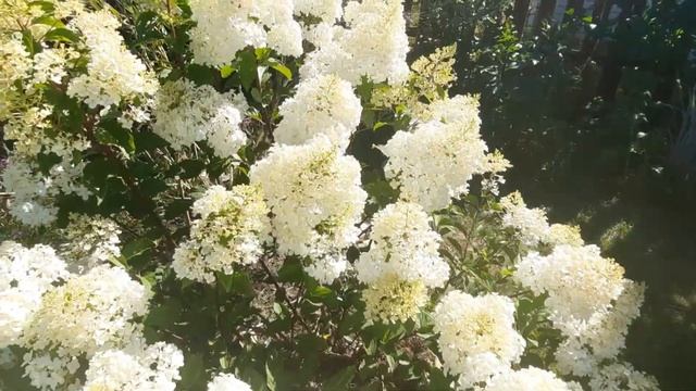 Любимая дача в июле. Прогулка по саду. Гортензии в полной красе смотреть онлайн