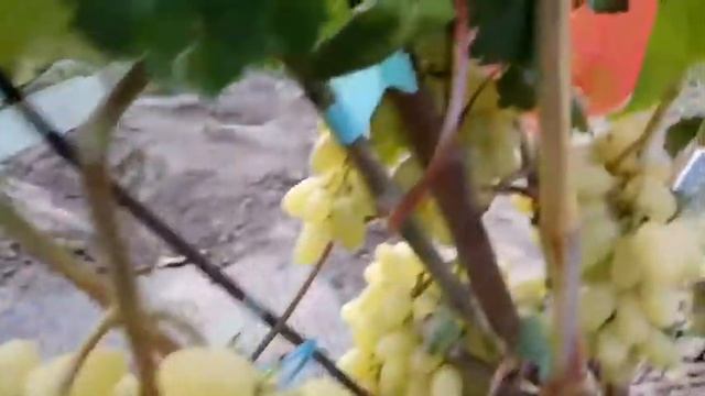 Ультра-ранняя форма винограда кишмиш Алекс 16 августа. Виноградник Щереденкова В. А.