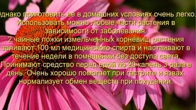 Эхинацея узнайте о полезных свойствах и ее противопоказаниях