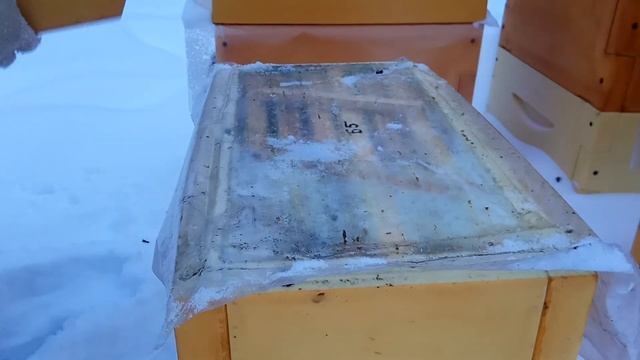 Зимовка среднерусских пчел в лесу ульи ппу смотреть онлайн