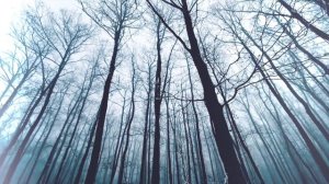 Как узнать оборотня? | Истории про оборотней