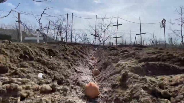 Посадка картофеля с окучиванием. Выращивание в домашних условиях. смотреть онлайн