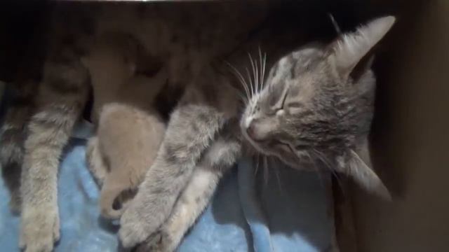 Мои петуньи. Огород. Муська и котенок. Планы на выходные. смотреть онлайн