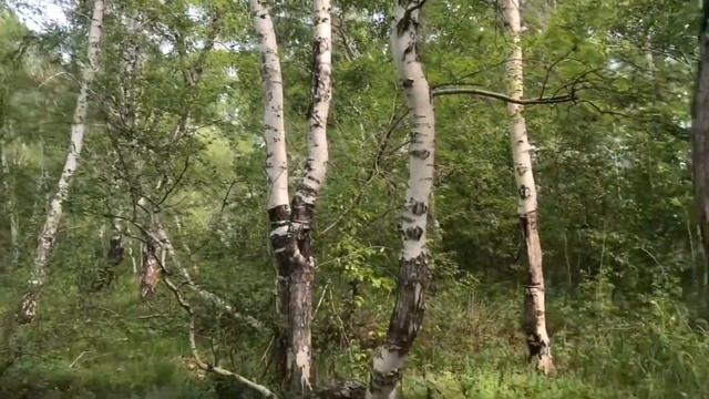 ПАРК ЛЕСНИКА И РОЩА ТАНЦУЮЩИХ БЕРЁЗ смотреть онлайн