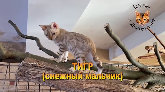 БЕНГАЛЬСКИЕ КОТЯТА ОКРАС: БЕЛОЕ ЗОЛОТО