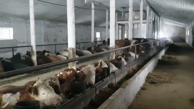 Бычки на откорме | 1,5 месяца