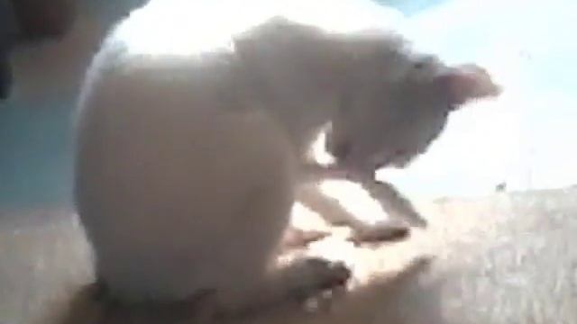 Наша новая кошка смотреть онлайн