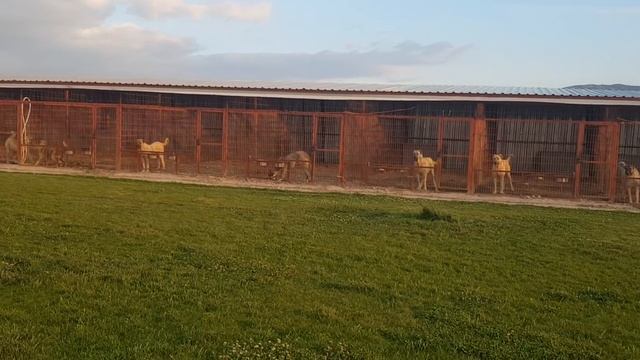 KANGALLARIN ET İLE BESLENMESİ смотреть онлайн