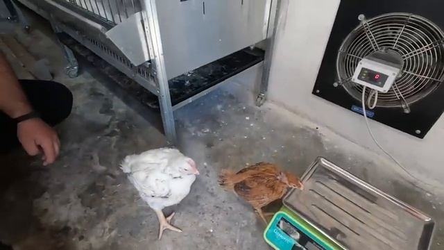 Сравним голошейку и бройлера росс-308 в 1 месяц. смотреть онлайн