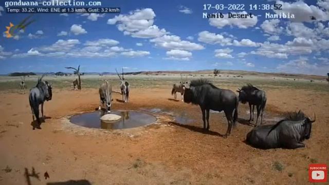 Встреча у водопоя пустыни Намиб ,антилоп гну с антилопами орикс и игривый бородавочник . смотреть онлайн