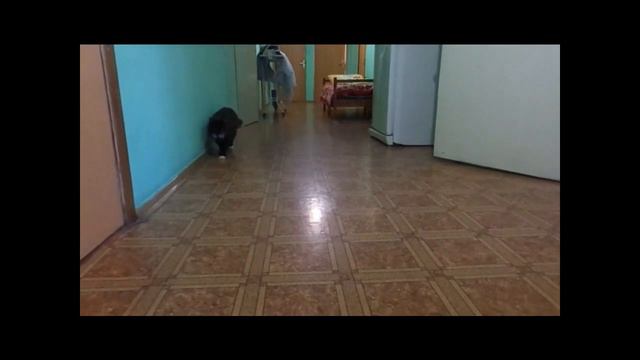 В память о котике Тотошке. Беги по Радуге, Милый, Милый Тошка! смотреть онлайн