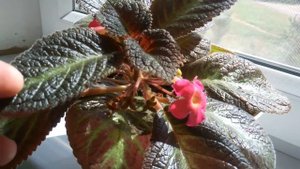 Эписция Розовая пантера- правильный уход в домашних условиях.//The Pink Panther episode//