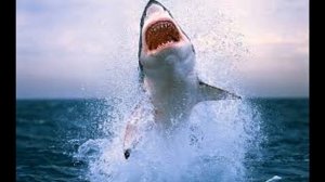 Amazing High Quality Shark Photos