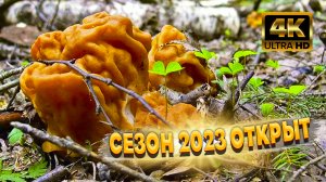 Грибники В ШОКЕ, Первого Апреля Открыли Грибной Сезон 2023. Строчки Гигантские Уже Растут.