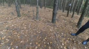 Охота с жесткошерстной таксой| Испытание по кровяному следу|Wire-haired Dachshund Blood Trail Test