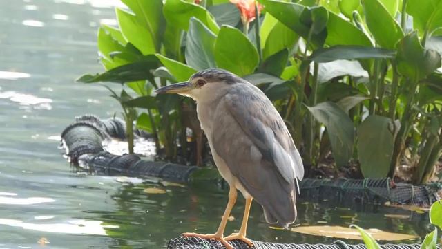 Нежная музыка для души и ЖИЗНИ, а Пение птиц Успокаивает нервную систему?Расслабляющая музыка смотреть онлайн