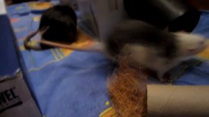 ИГРУШКА ДЛЯ ГРЫЗУНОВ СВОИМИ РУКАМИ || DIY для грызунов