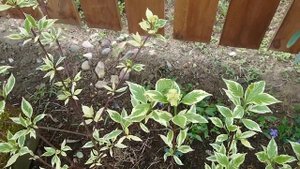 Прогулочка по саду 13.05.20. Цветут НЕЗАБУДКИ Прелесть!!!